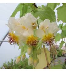 Image result for Sparrmannia