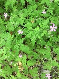 Check spelling or type a new query. Washington State Noxious Weed Control Board