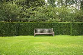 Weitere ideen zu garten hecken, garten, hecke. Pflegeleichte Hecken Unsere Top 6 Als Sichtschutz Plantura