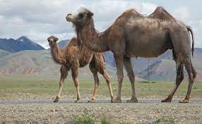 Female camels are called cows. Camels Facts Types Pictures Live Science