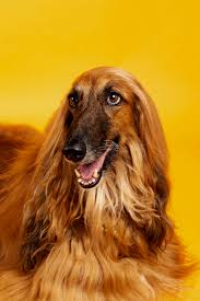 Click on a photo below to view more details about that dog breed. Brown Long Haired Dog With Black Eyes Photo Free Dog Image On Unsplash
