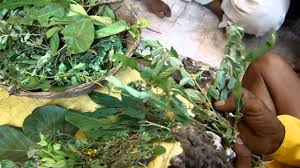 Image result for Schrebera trichoclada