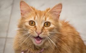 She was secretly filmed from the top of the stairs as she does not make her noises while people. Kitty Sounds A Complete Guide To Cat Noises And Their Meanings