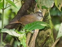 Image result for Saintpauliopsis lebrunii