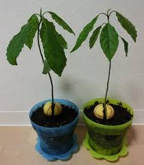 デコレーション イタリック 復活する アボカド 植木鉢 Stephengfordpaintinginc Com
