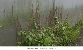 Image result for Platostoma strictum