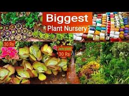 As life long residents of panama city, we have been in the palm and plant industry for over 35 years. Biggest Plant Nursery Mumbai Youtube