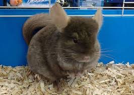 Besides good quality brands, you'll also find plenty of discounts when you shop for chinchilla pet during big sales. Rodents Reptiles Birds More Pet Zone Bemidji Mn