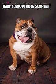 Il English Bulldog Rescue Peoria Life Bulldog Rescue English Bulldog Bulldog