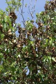 Fire blight attacks blossoms, leaves, shoots, branches, fruits, and roots. Fire Blight Of Ornamental Pears Texas Plant Disease Diagnostic Lab