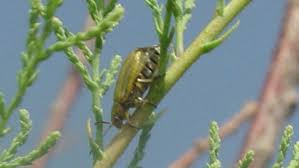 As adults, these pests damage plants by feeding on leaves, soft fruits, shoots and blossoms. Integrated Pest Management Urban Programs El Paso County