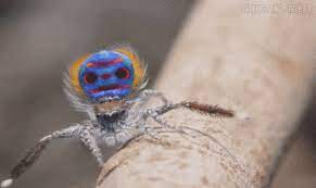 Google Spider Animals Dancing Day