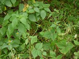 Image result for Sclerocarpus africanus