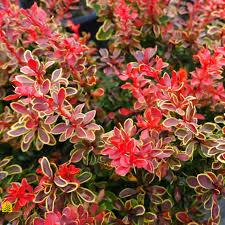 Image result for Berberis thunbergii