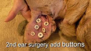 Definition of ear in the idioms dictionary. Dog Ear Hematoma Repair Buttons Youtube