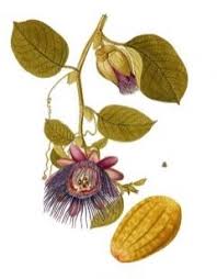 Image result for Passiflora quadrangularis