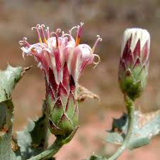 Image result for Rhynchosia micrantha