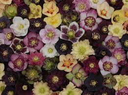 It's not just that flowers of hellebores come so early that makes them appealing to gardeners: Early Bloomer The Hellebore Perennial Has Never Been Better The Independent The Independent