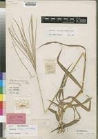 Image result for Digitaria seriata