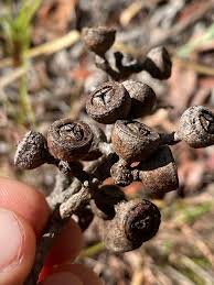 Image result for Eucalyptus cloeziana