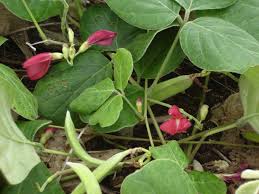 Image result for Canavalia africana