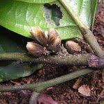 Image result for Diospyros gabunensis