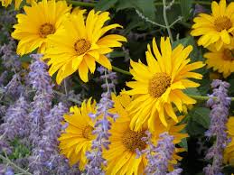 Das Sonnenauge Bringt Mit Seinen Leuchtend Gelben Bluten Tolle Kontraste In Den Garten Staudenbeet Stauden Sonnenauge