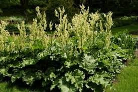 ルバーブの効能や栄養 副作用もある 葉には毒があるの Horti ホルティ By Greensnap