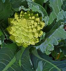 In fact, this broccoli actually tastes more like cauliflower than it does broccoli, and for those of you who are science nerds, you'll find its fractal form enthralling. Growing Romanesco Broccoli How To Grow Romanesco