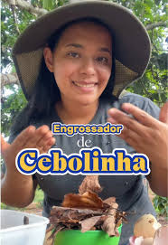 Qual Adubo Que Faz Engrossar A Muda De Cacau Na Sacolinha