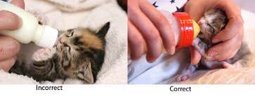 How much should you feed a newborn kitten and how often? Kulrtpovr3ox2m