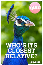Can You Match The Animal With Its Closest Relative Animals Trivia Quizzes Quiz