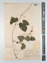 Image result for Momordica anigosantha