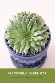 They grow dainty white flowers in the summer that make them a. Graptoveria Silver Star Succulents And Sunshine Succulents Types Of Succulents Plants Succulent Gardening