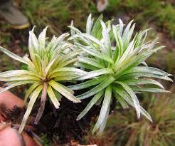 Image result for Abutilon englerianum