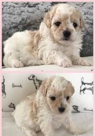 I have lovely malshi puppies available for sale (maltese x shih tzu). Maltipoo Puppies For Sale Houston Tx 185253 Petzlover