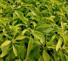 Inoltre le venature sono un. Alternanthera Yellow Joseph S Coat From Sedan Floral