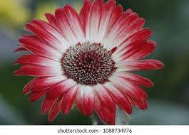Image result for Gerbera viridifolia