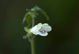 Image result for Asystasia intrusa