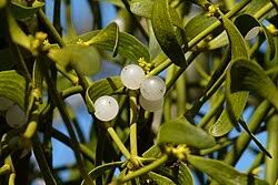 Image result for Viscum obscurum