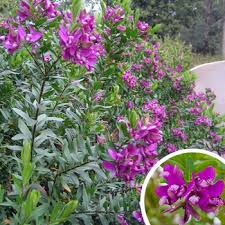 Image result for Polygala petitiana