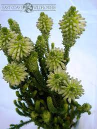 Erica Green Heather Available Aug Such A Pretty Shade Of Pale Green For Vintage Wedding Bou Australian Native Plants Australian Wildflowers Outdoor Gardens
