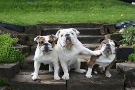 Mundo Animal On Funny Animals Cute Animals Pets