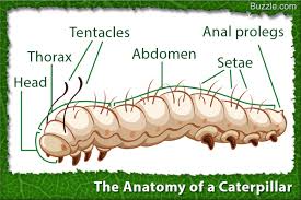 A Visual Guide To Caterpillar Identification