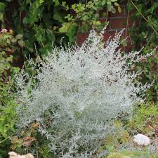 Southernwoods.nz is a great reference tool as well as an online store, there's sure to be something to get you growing! Nursery The Ridges Garden