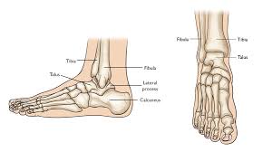 Talus — the talus lies between the tibia and calcaneus. Talus Fractures Orthoinfo Aaos