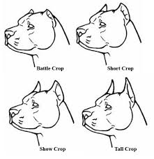 Pitbull Ear Cropping Styles Chart All About Style