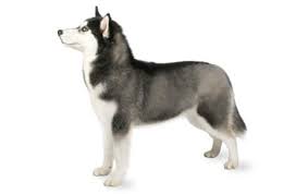 Here we look at the basic variants a pure black color of the siberian husky is considered rare. Siberian Husky Dog Breed Information Pictures Characteristics Facts Dogtime