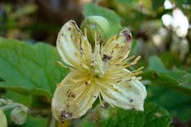Image result for Clematis hirsuta