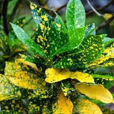 Image result for Codiaeum